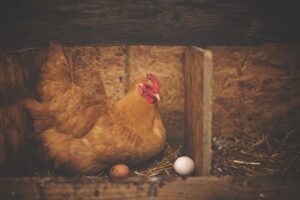 Подробнее о статье Как правильно выбирать яйца