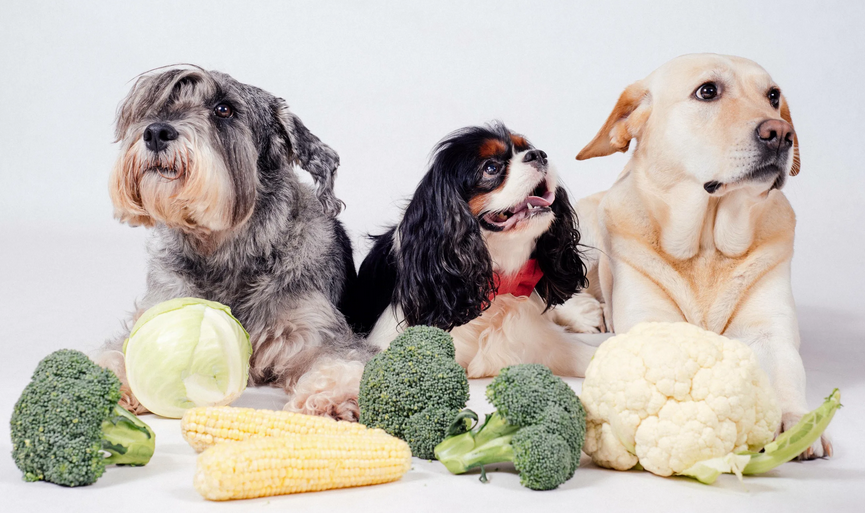Подробнее о статье Овощи в рационе собаки: безопасные, полезные и вредные для собак овощи | zveridoma.com