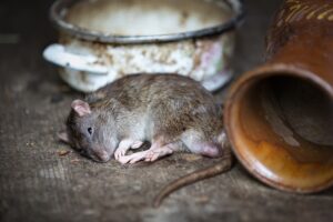 Подробнее о статье Избавляемся от крыс и мышей